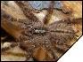 Poecilotheria rufilata  4- 