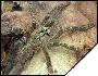 Poecilotheria rufilata  8 