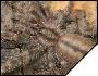 Poecilotheria formosa  3- 