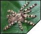 Poecilotheria formosa  6-  3.5