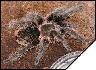 Brachypelma albopylosum  