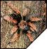 Brachypelma boehmei  8- 