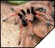 Brachypelma boehmei  