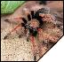 Brachypelma boehmei  