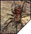 Pamphobeteus sp. Equador  5- 