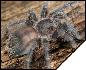 Phormictopus antilensis  4- 