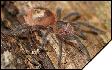 Grammostola actaeon  5- 