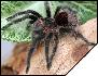 Grammostola actaeon  4.5 