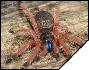 Ephebopus cyanognatus  5- 