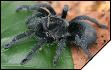 Grammostola pulchra  6 