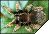 Brachypelma klaassi  6 