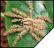 Stromatopelma calceatum  5 