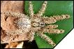 Stromatopelma calceatum  5 