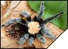 Brachypelma ruhnaui  