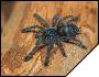 Avicularia versicolor 5 