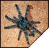 Avicularia versicolor 6- 