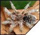 Grammostola rosea   3 .