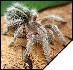 Grammostola rosea   3 .