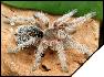 Grammostola rosea   3 .