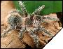 Lasiodora parahybana   7 