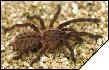 Haplopelma minax black  3  2