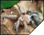 Crassicrus lamanai  3.5  