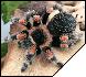 Brachypelma smithi  