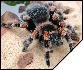 Brachypelma smithi  