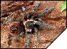 Brachypelma epicureanum  5.