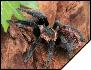 Brachypelma epicureanum  5.