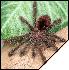 Avicularia bicegoi  