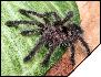 Avicularia purpurea  