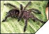 Avicularia purpurea  