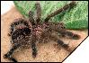 Avicularia urticans  