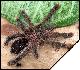 Avicularia urticans  