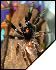 Psalmopoeus reduncus  5
