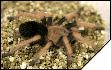 Brachypelma baumgarteni  