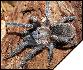 Aphonopelma seemanni  4 