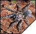 Aphonopelma seemanni  4 