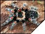 Brachypelma auratum  