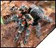 Brachypelma auratum  