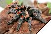 Brachypelma auratum  