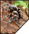 Brachypelma auratum  