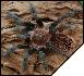 Brachypelma vagans  4 