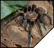 Brachypelma vagans  4 