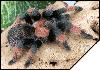 Brachypelma emilia  