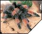 Brachypelma emilia  