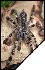 Poecilotheria striata  5