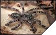 Poecilotheria striata  5