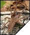 Chilobrachys huahini  4